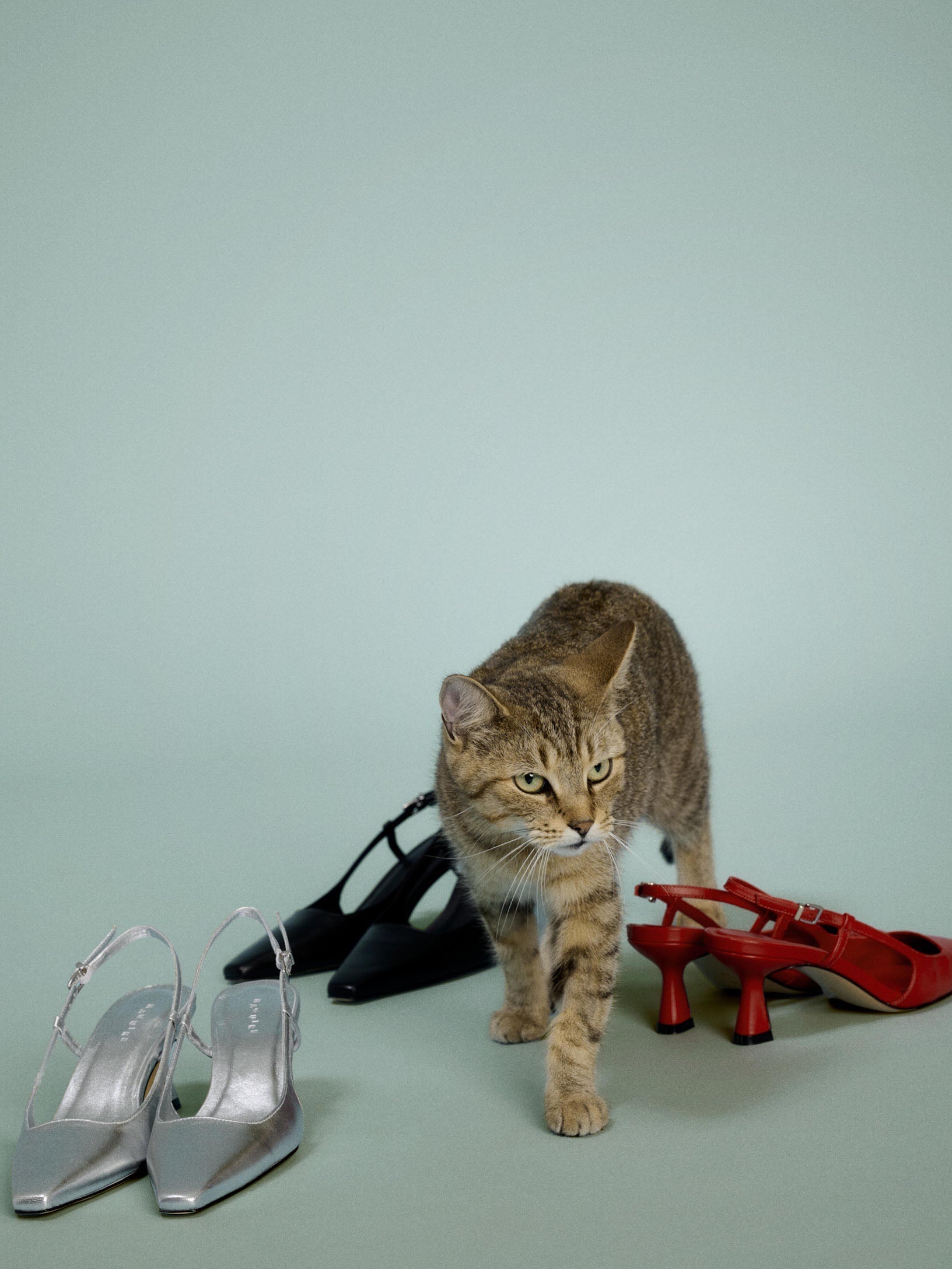 Leeloo the most beautiful cat on the planet on a light blue background with three pairs of shoes. Silver, black and red.
